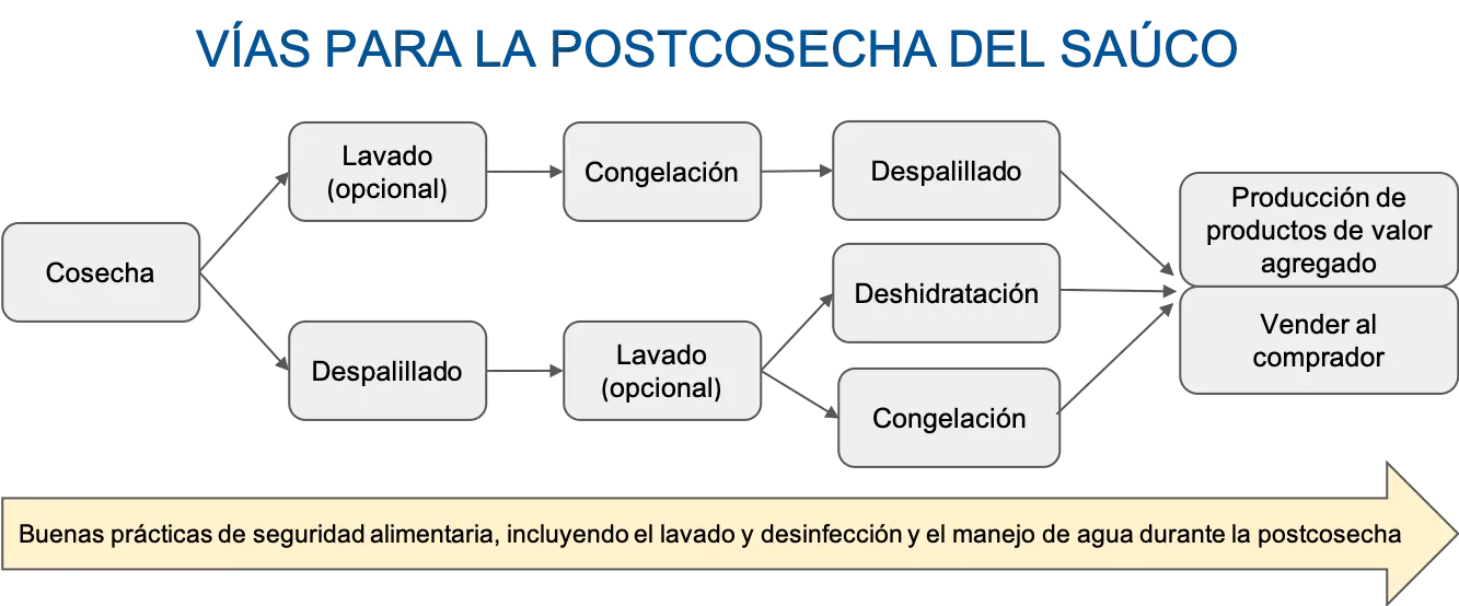 Ilustración 1. Vías para el manejo de las bayas de saúco durante la postcosecha, desde su cosecha hasta los métodos de preservación.