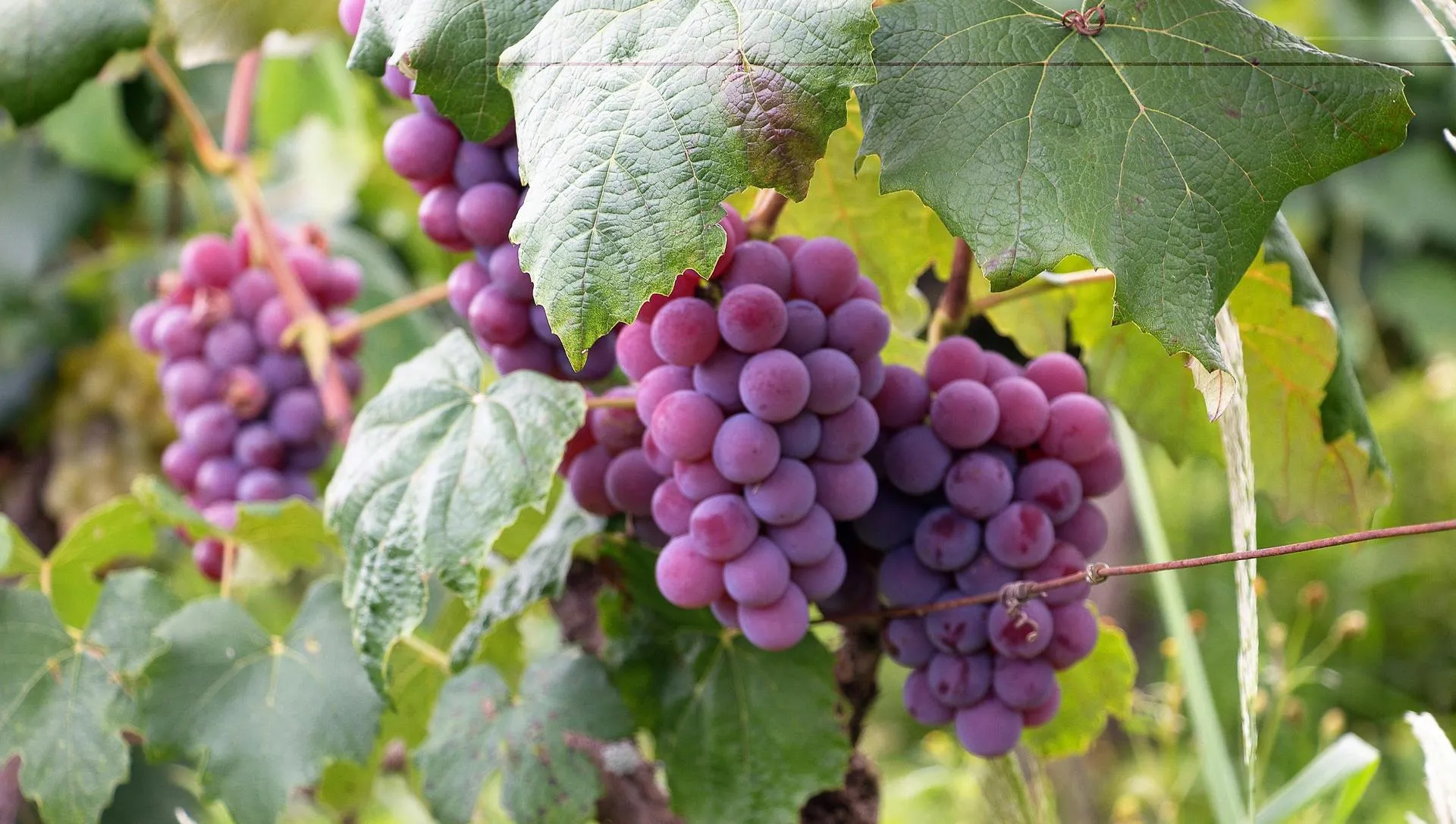 Photo of grapes growing on vines.