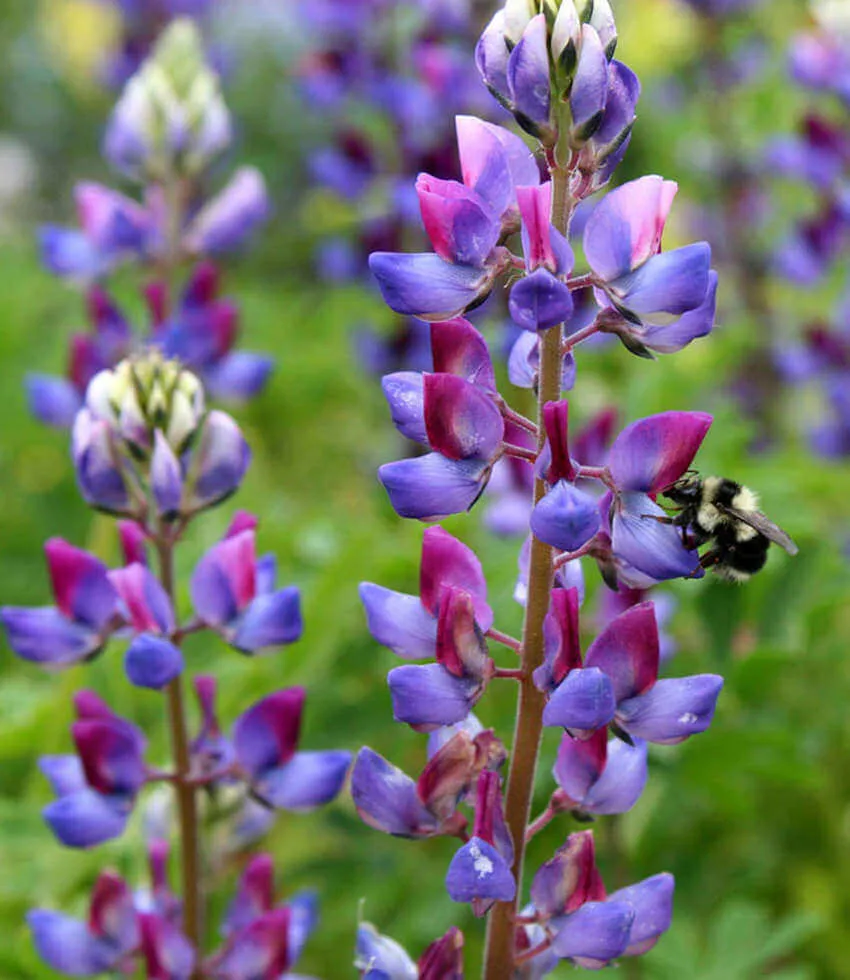 Lupinus succulentus_AA