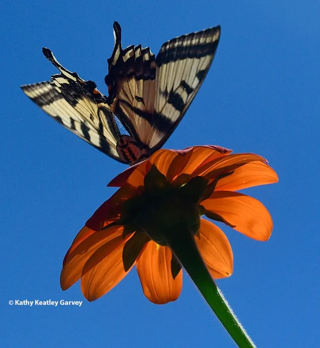 The Western tiger swallowtail decides that "leaving" is good. (Photo by Kathy Keatley Garvey)