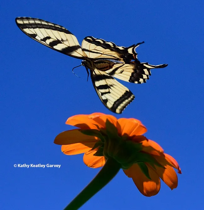 The "tiger" begins to make a quick exit. (Photo by Kathy Keatley Garvey)