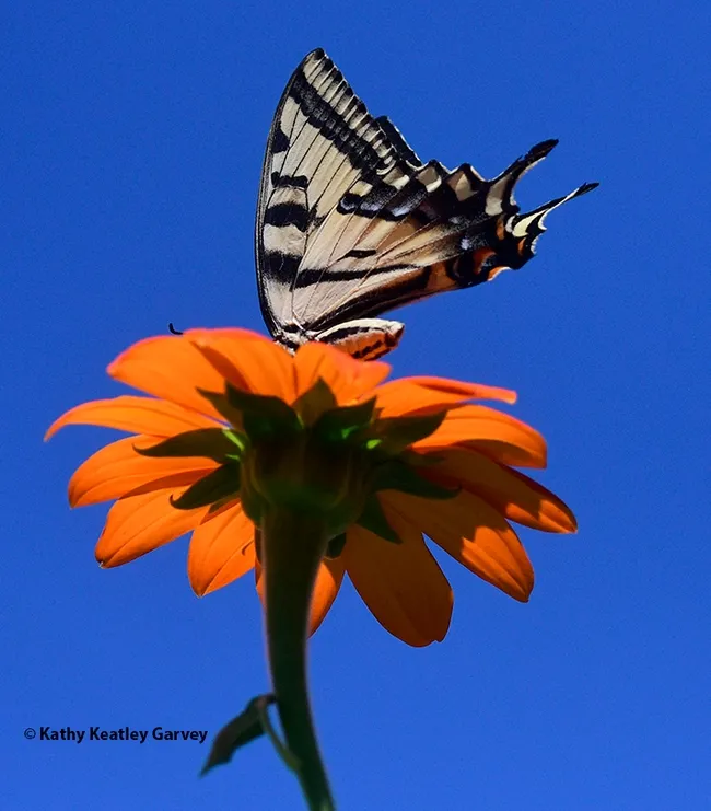 A Western tiger swallowtail, aware that a territorial bee is about to attack, raises its tails to ward off the intruder. (Photo by Kathy Keatley Garvey)