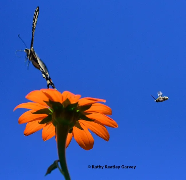 The Western tiger swallowtail leaps off as the bee draws closer. (Photo by Kathy Keatley Garvey)