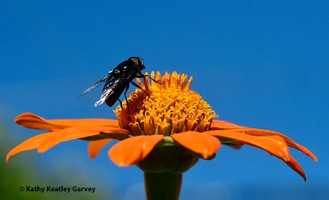 A black syrphid fly, a Mexican cactus fly, Copestylum mexicanum, foraging on a Mexican sunflower, Tithonia rotundifolia, in a Vacaville garden. (Photo by Kathy Keatley Garvey)