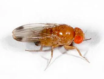 Spotted wing drosphila adult