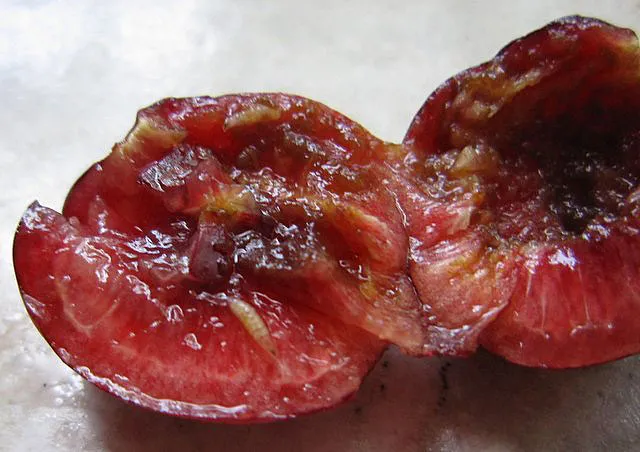 Spotted wing drosphila larva and damage