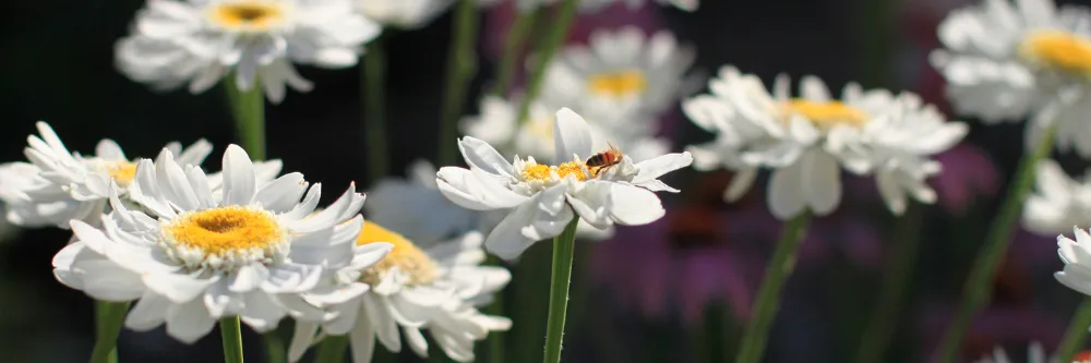 White flowers with a bee on them