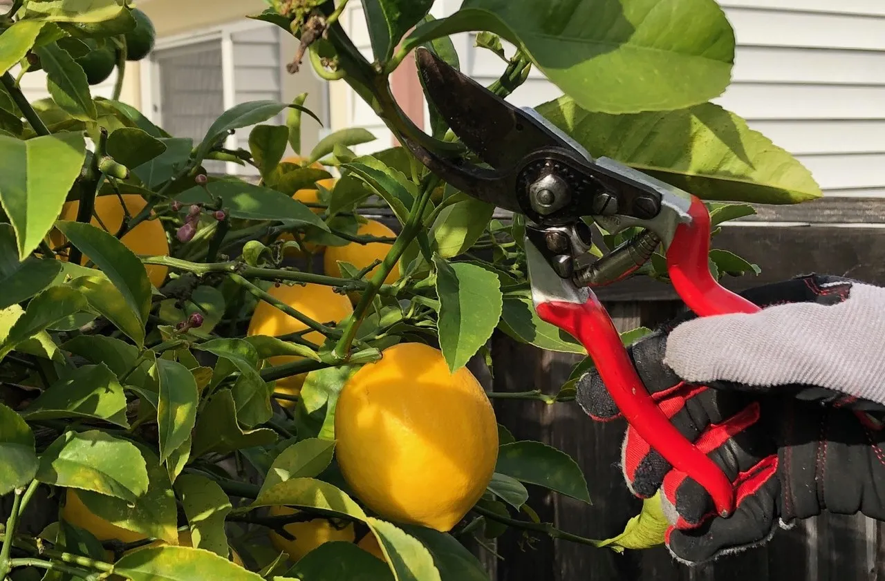 Photo of a hand holding pruners to prune a lemon tree