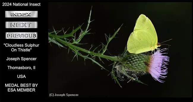 This image by Joseph Spencer of Thomasboro, Ill., won the medal for best image by an ESA member in the International Insect Salon. He titled it "Cloudless Sulphur on Thistle." (Screen shot from the International Insect Salon)