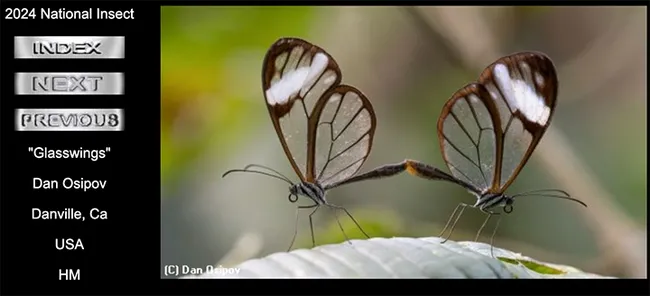 Dan Osipov of Danville, Calif., won a honorable mention in the International Insect Salon competition with this image that he titled "Glasswings." Only two California photographers had images accepted. (Screen shot from International Insect Salon)