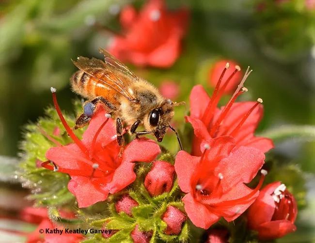 Honey bee nectaring on tower of jewels, Echium wilpretii. This is a non-native, but isn't it pretty? The California Master Beekeeper Program is offering a class on "Planning Year-Round Native Plant Pollinator Garden" on Nov. 17. (Photo by Kathy Keatley Garvey)
