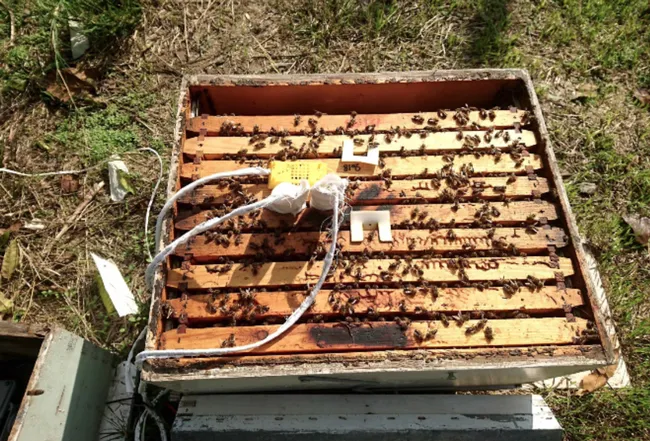 A class on "Technology in the Apiary" will be offered Dec. 7 by the California Master Beekeeper Program. (Photo courtesy of the California Master Beekeeper Program)