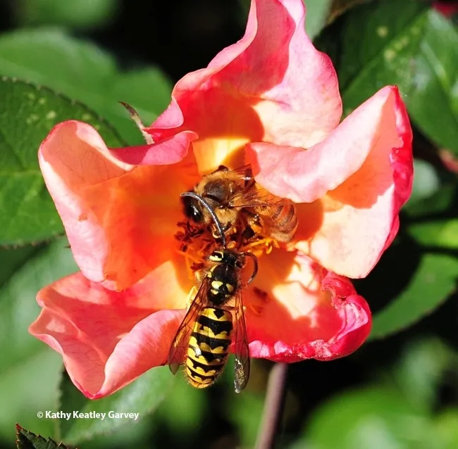 The syrphid fly (above image) resembles this wasp. Here a yellowjacket and a honey bee share a rose in a UC Davis garden. (Photo by Kathy Keatley Garvey)