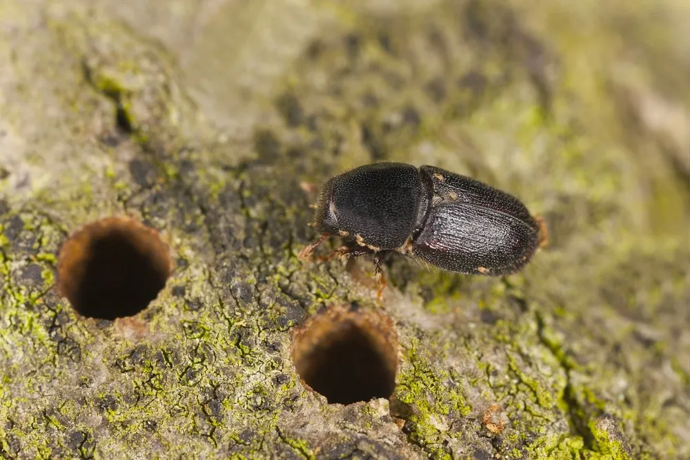 Adult oak bark beetle emerging through bark - Courtesy Shutterstock