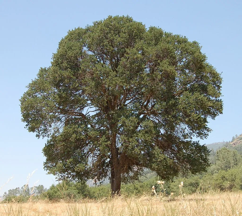 Blue oaks prefer hot dry locations - Courtesy UCANR