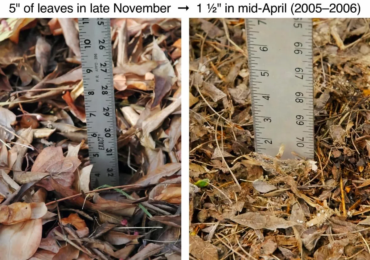 Natural Leaf Decomposition_UC Santa Clara
