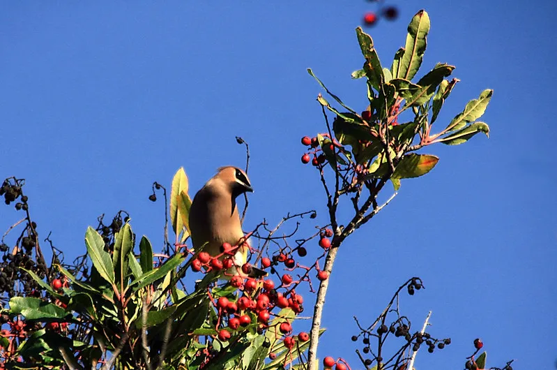 Cedar Waxwing Toyon Berries_January_TJ