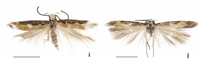 These are images of the moth, Neopalpa donaldtrumpi, a species that Bohart Museum scientists collected in the Algodones Dunes. The Bohart Museum loaned the collection to evolutionary biologist and systematist Vazrick Nazari of Canada, who discovered it was a new species and named it. (Images by Vazrick Nazari, posted in ZooKeys)