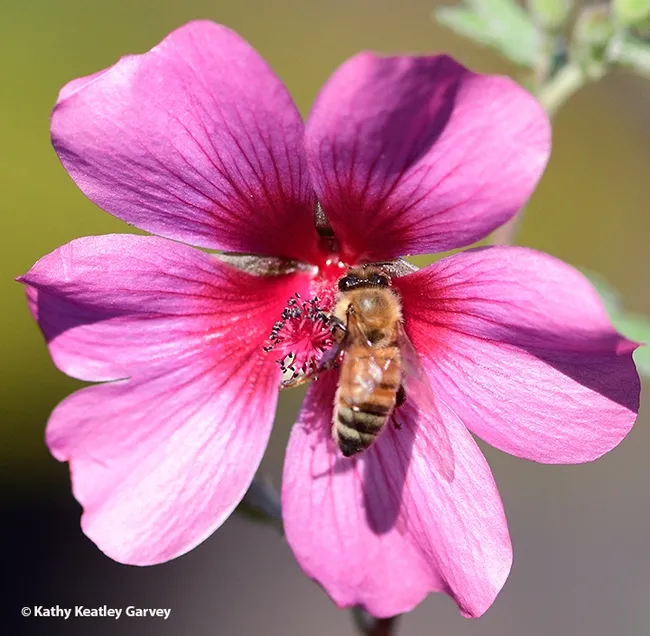 A honey bee today (Dec. 5) forms the centerpiece of a mallow, Anisodontea sp. "Strybing Beauty." (Photo by Kathy Keatley Garvey)