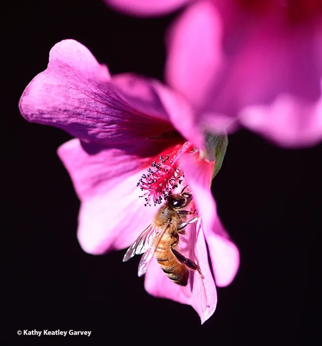 Side view of a honey bee foraging ona winter blossom, Anisodontea sp. "Strybing Beauty." (Photo by Kathy Keatley Garvey)