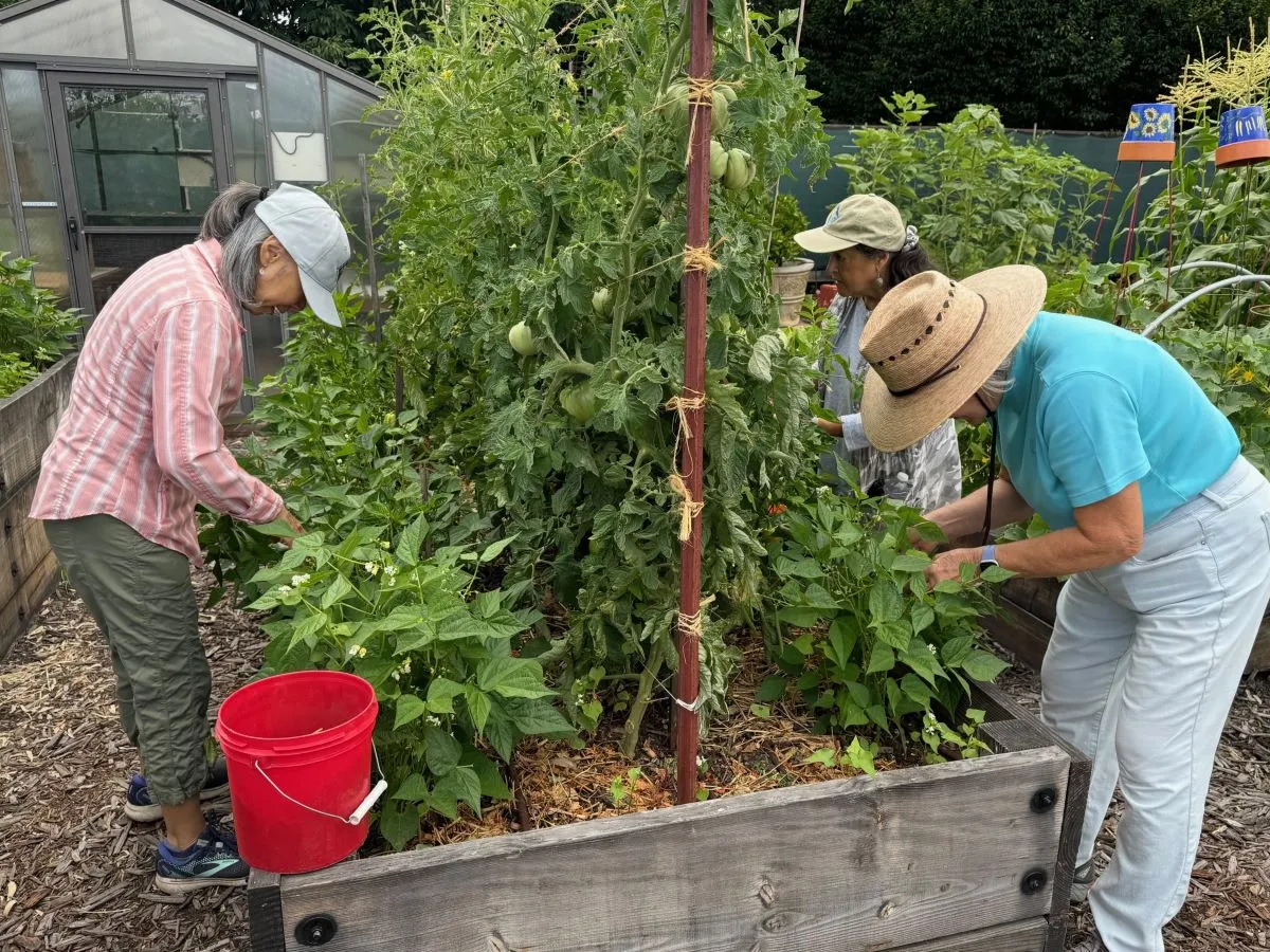 Volunteers harvesting produce.