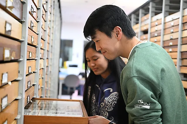 Contest winners Michael Kwong and Kaylen Teves look at butterfly specimens at the Bohart Museum of Entomology. (Photo by Kathy Keatley Garvey)