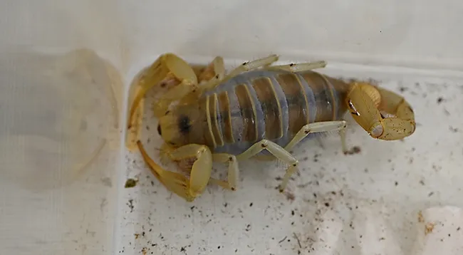 This is Butters, a female Hadrurus sp. and a new tenant in the Bohart Museum of Entomology petting zoo. (Photo by Kathy Keatley Garvey)