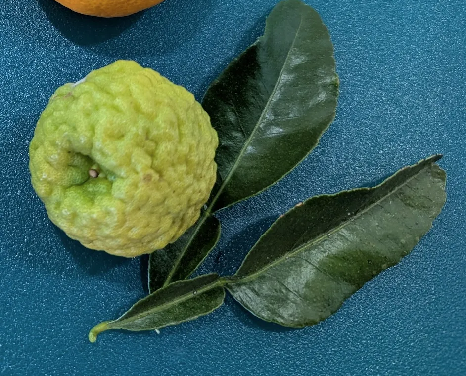 Harvested makrut (Photo credit to author).