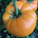 Dwarf Blazing Beauty_tomatofest.com