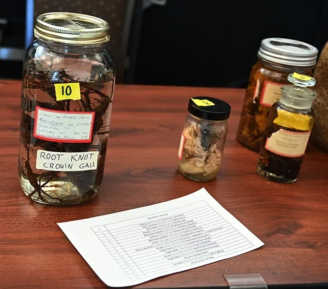See Root-knot nematodes at the nematode collection in the Katherine Esau Sciece Hall during UC Davis Biodiversity Museum Day. (Photo by Kathy Keatley Garvey)