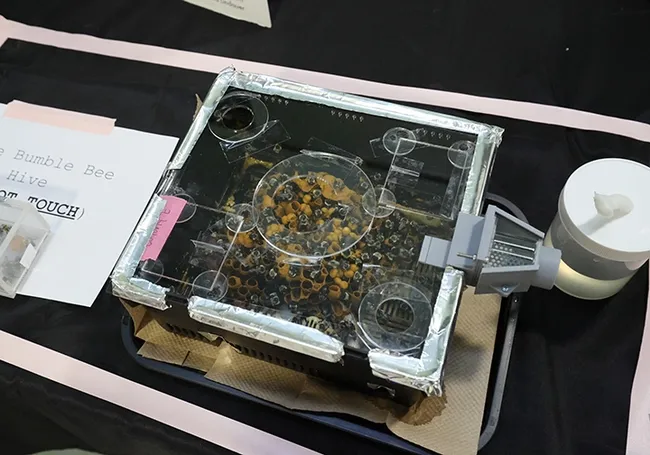 The Felicity Muth lab displayed a nest of Bombus impatiens at the UC Davis Biodiversity Museum Day. (Photo by Jason Bond)