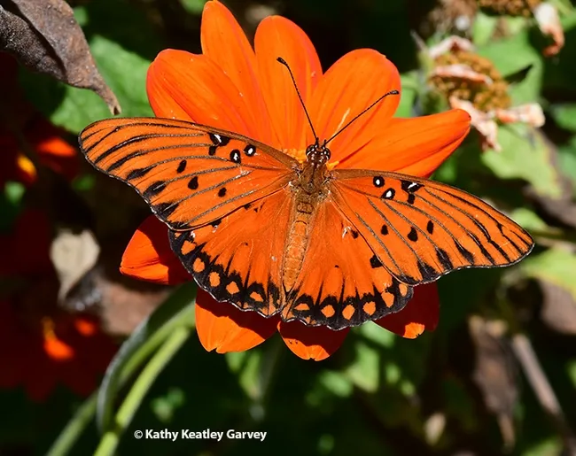 A Gulf Fritillary (Agraulis vanillae) nectaring on a Mexican sunflower (Tithonia rotundifola) in a Vacaville garden. (Photo by Kathy Keatley Garvey)