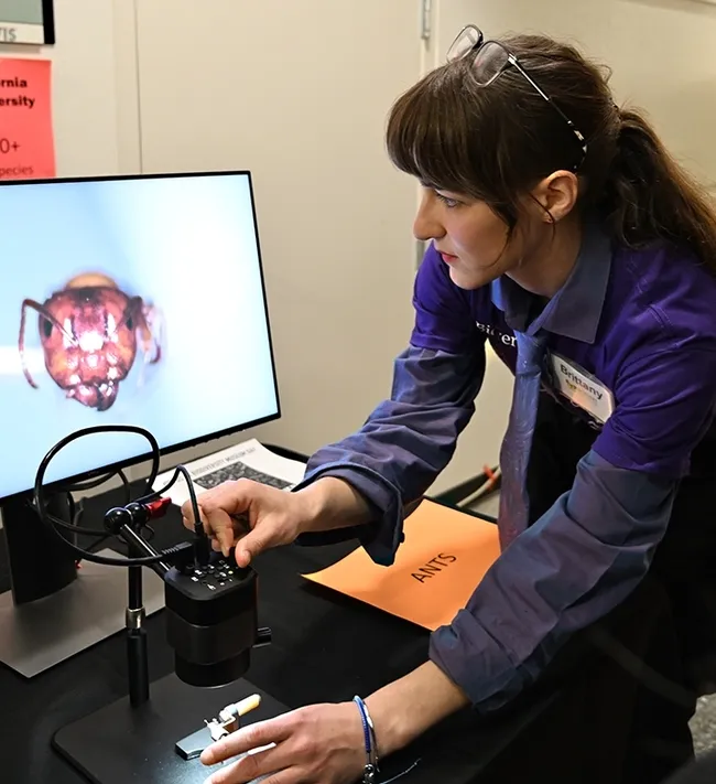 Research assistant Brittany Kohler of the Phil Ward lab adjusts the computer screen. (Photo by Kathy Keatley Garvey)