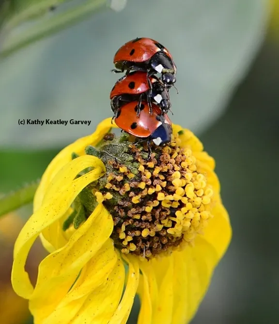 Lady beetles, aka ladybugs, are a crowd pleaser on Valentine's Day. (Photo by Kathy Keatley Garvey)