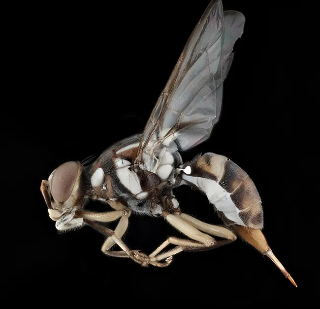 Bactrocera dorsalis, commonly referred to as the oriental fruit fly. (Photo courtesy of the Martin Hauser lab, CDFA)