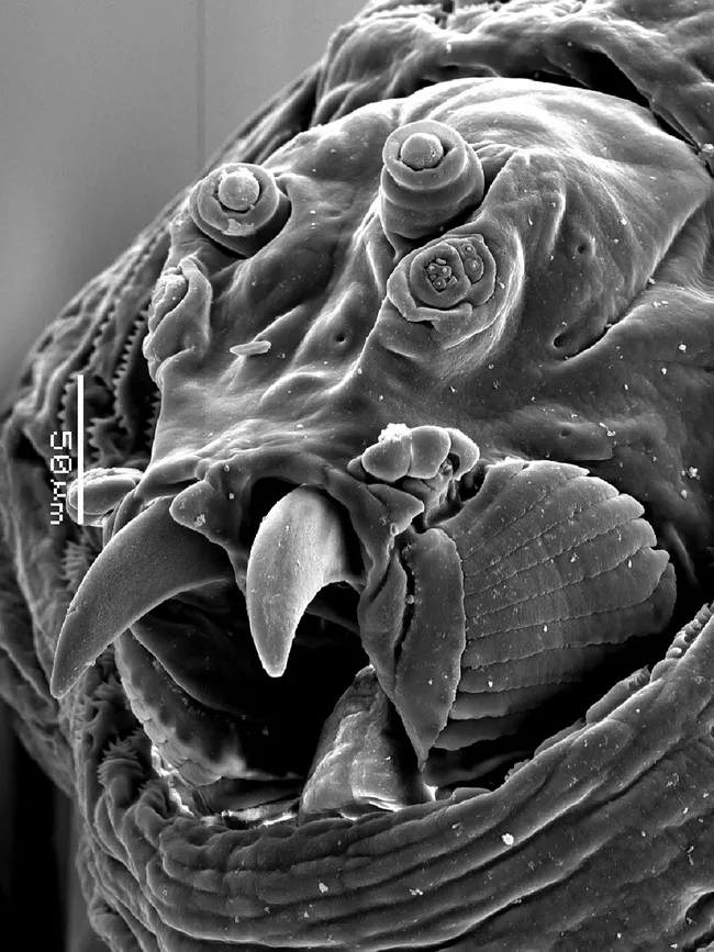 The olive fruit fly (Bactrocera oleae). (Photo courtesy of the Martin Hauser lab, CDFA)