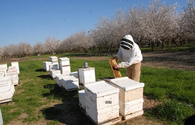 In this archived image, UC Davis bee breeder-geneticist Michael "Kim" Fondrk, now retired, checks his bee hives in a Dixon almond orchard. (Photo by Kathy Keatley Garvey)