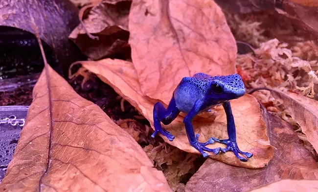 Poison dart frogs are found in Central and Southern America. This is an image shared by UC Davis neurobiologist-behaviorist Eva Fischer who researches them.