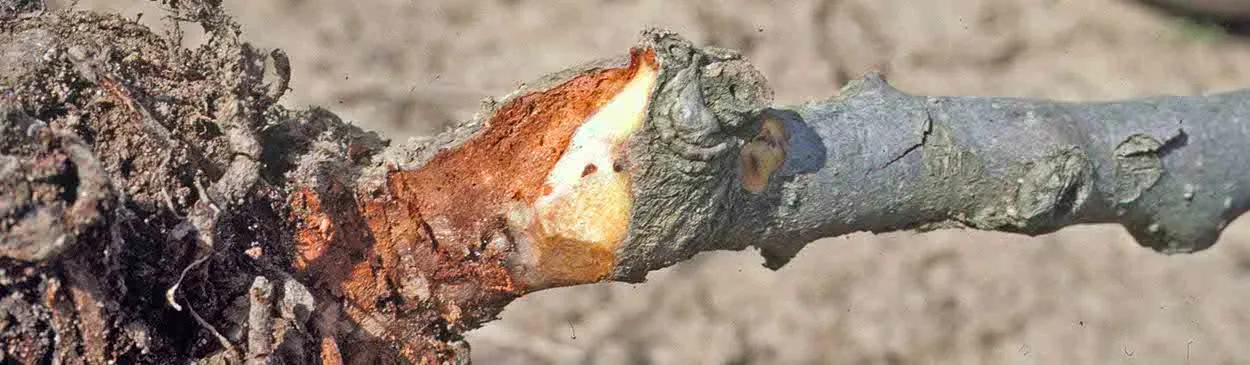 Discoloration of a kiwi vine suffering from crown rot