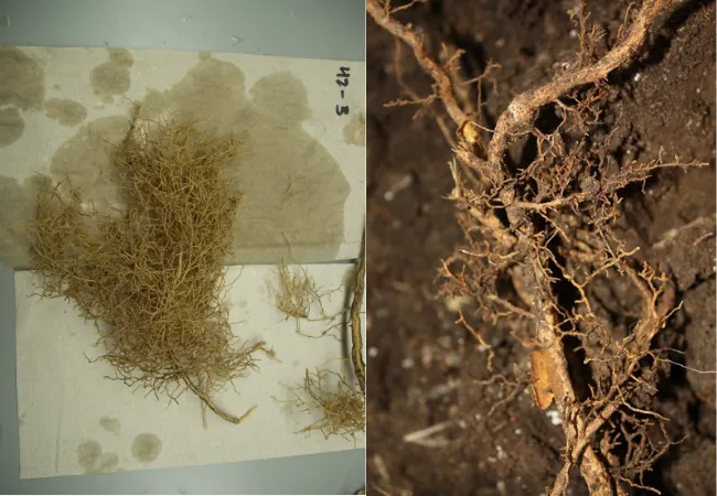 A comparison of a healthy root system with a dense network of roots and an unhealthy root system affected by Phytophthora with sparse roots