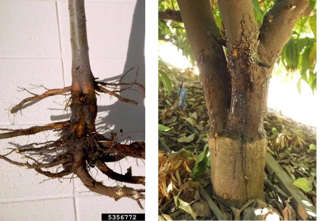 Examples of Phytophthora collar rot on a young apple tree with red-brown streaks at the base and gummosis symptoms on lower trunk of a citrus tree where the trunk is oozing a gooey substance 