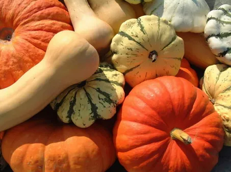 squash and pumpkins