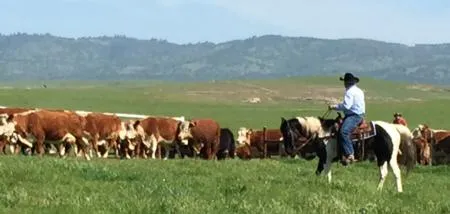 cows