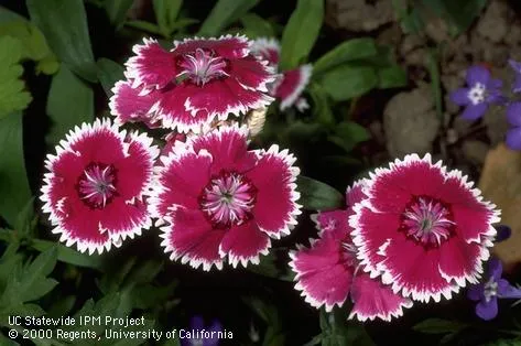 Dianthus Sweet William with white margins. UC IPM Project