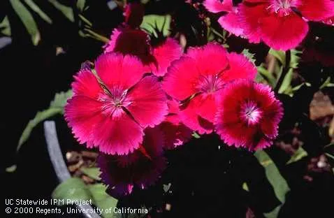 Violet-colored Sweet William dianthus. UC IPM Project
