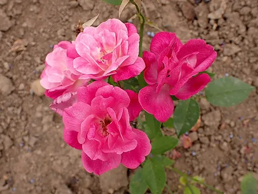 Pink rose