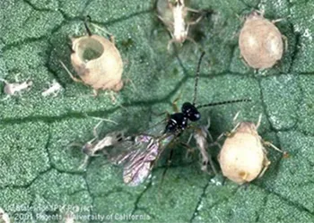 Aphids killed by parasitic wasps become mummies_UC.IPM_.jpg