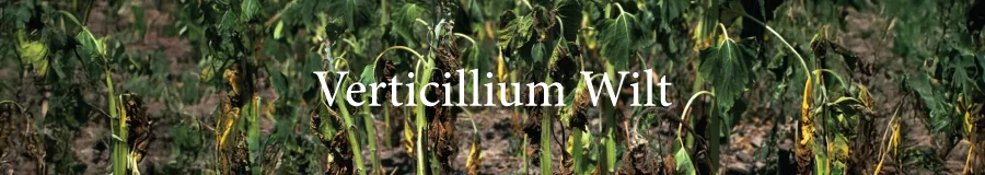 verticillium