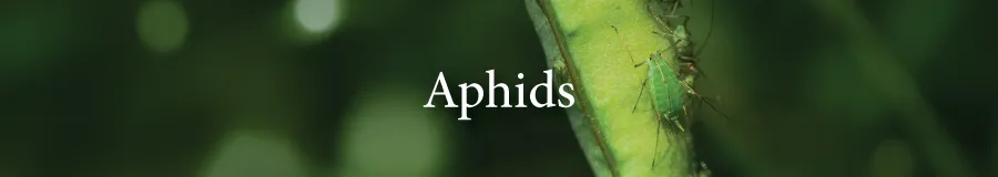 Button Aphids