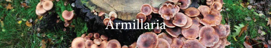 BUtton Armillaria
